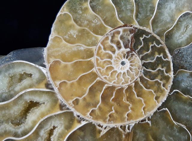 Cleoniceras (Grycia) besairiei COLLIGNON 1949 - Bild © FossNet FossilienStore